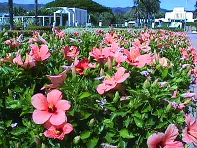 Hibiscus bush in front of temple